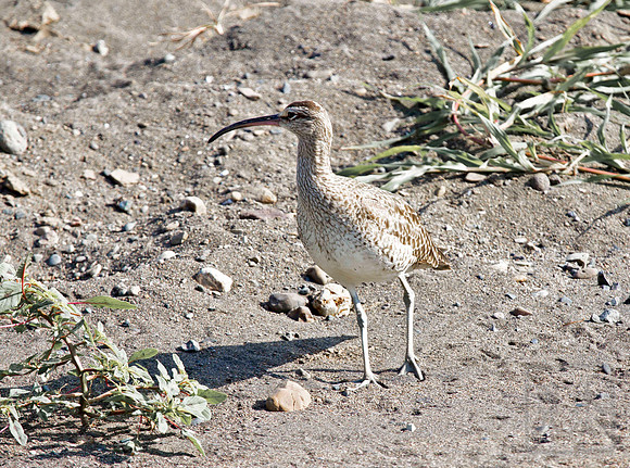 Whimbrel, Numenius phaeopus, late afternoon, Tarcoles River, Costa Rica