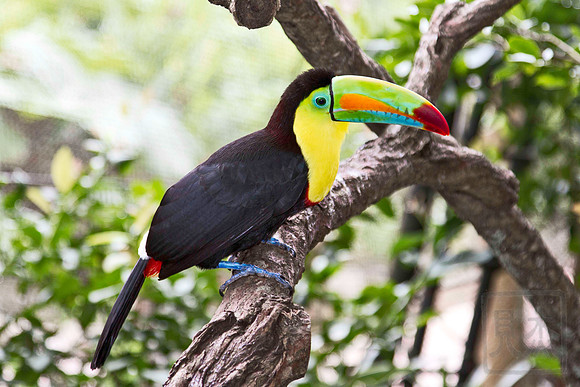 Keel-billed Toucan, Ramphastos sulfuratus, Vara Blanca, Costa Rica