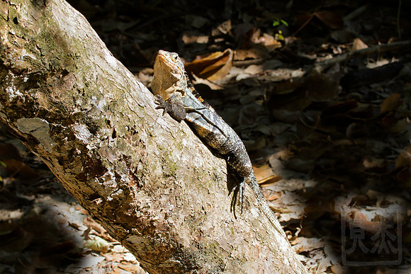 Spiny-tailed iguana, Ctenosaura similis, Costa Rica