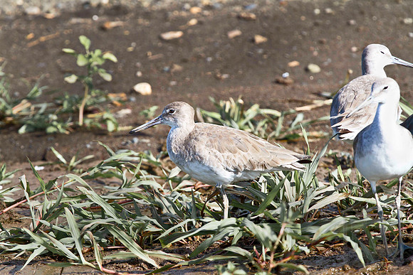 Willets, Tringa semipalmata, Tarcoles River, Costa Rica