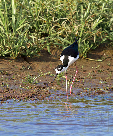 Black-necked stilt, Himantopus mexicanus, Tarcoles River, Costa Rica