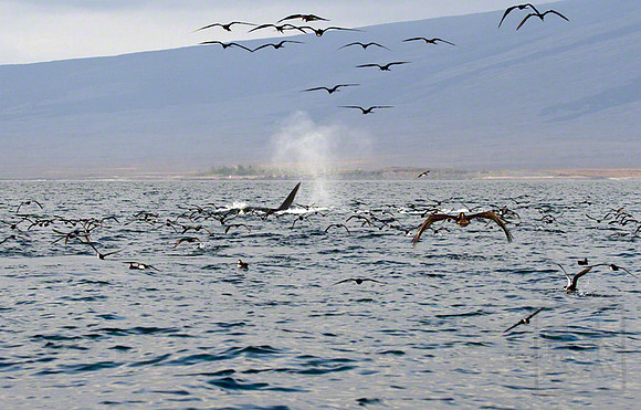 Orca 3