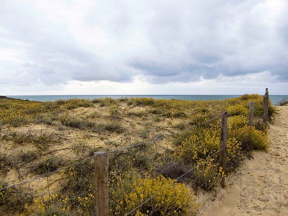 Dunes on the Bay of Biscay, Cap Ferret, France