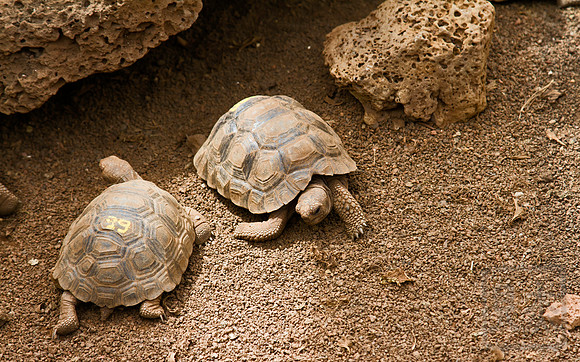 Hatchling Right of Way, Darwin Research Center