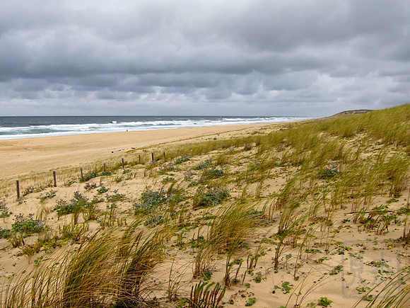Wind in the dunes, Cap Ferret, France