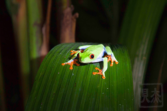 Red-eyed frog 2, Agalychnis callidryas, Vera Blanca, Costa Rica