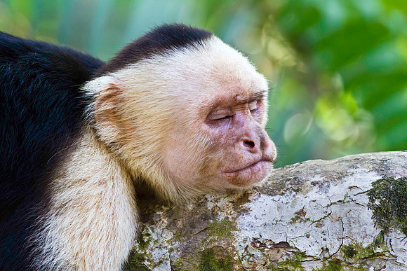 White Faced Monkey dosing, Costa Rica, Pacific Coast