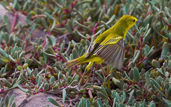 Yellow warbler taking flight, Seymour Island, Galapagos