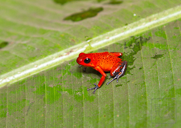 Strawberry poison-dart frog, Oophaga pumilio, Vera Blanca, Costa Rica