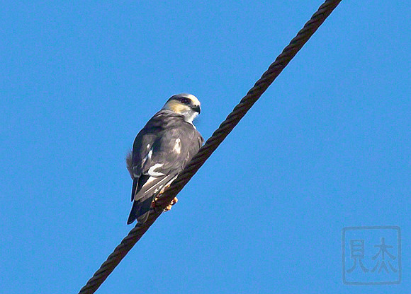 Pearl Kite, Gampsonyx swainsonii, Costa Rica, Pacific Coast
