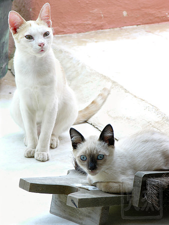 Cats and shoe brush, Leros, Greece