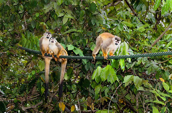Squirrel monkey family, Costa Rica.