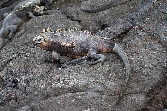Marine Iguana on lava