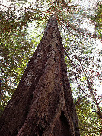 Redwood, Big Sur, California