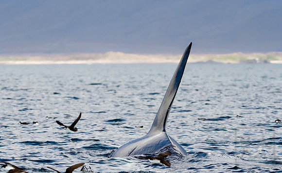 Orca 2