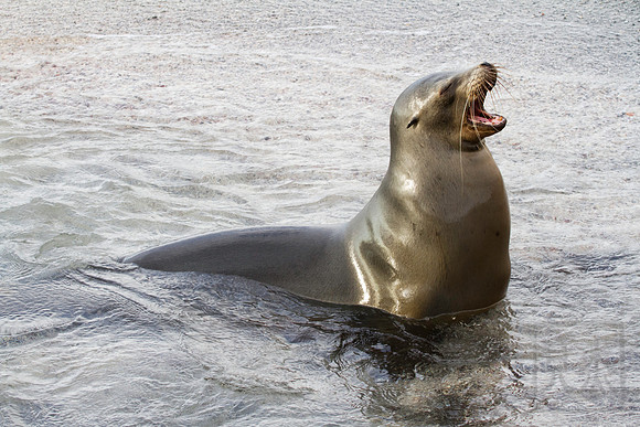Sea Lion on Gravel