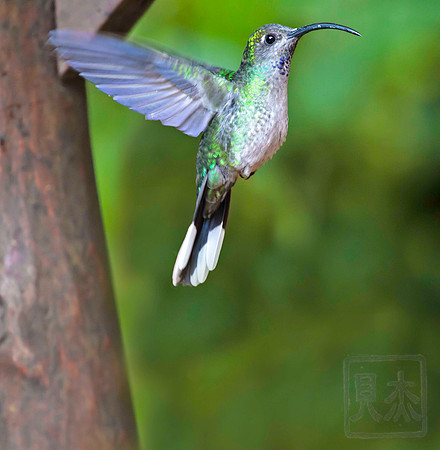 Violet Sabrewing Female, Campylopterus hemileycurus, Vara Blanca, Costa Rica