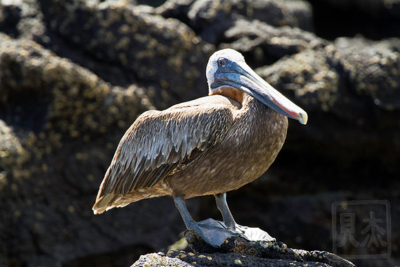 Brown Pelican