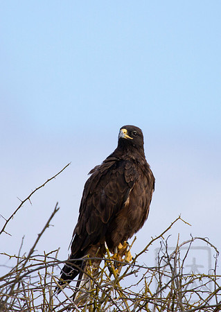 Galapagos Hawk