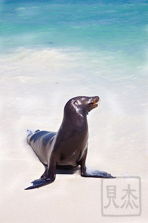 Sunning at noon