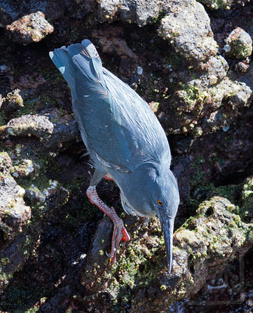 Lava Heron, female, fishing from lava