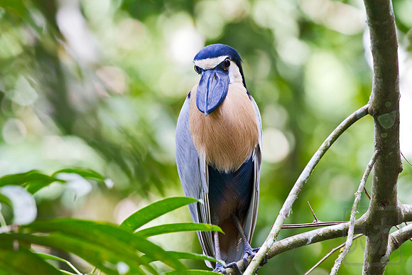 Boat-billed heron, Cochlearius cochlearius, Arenal, Costa Rica