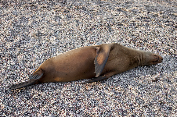 Long Day, Galapagos
