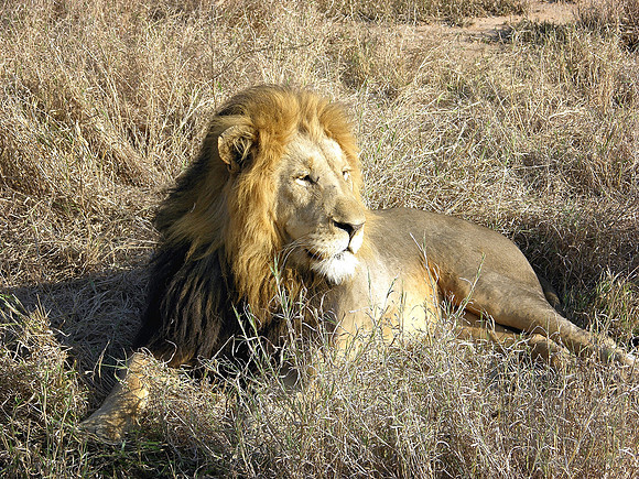 Simba, Kruger National Park