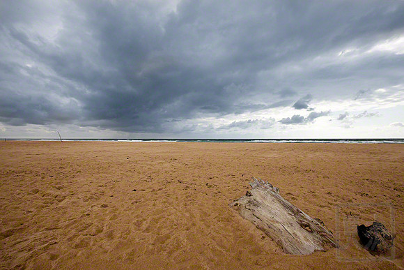 Beach Driftwood, Aquitane, France