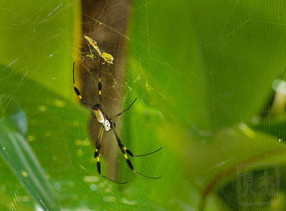 Golden Orb spider, Nephila clavipes, Costa Rica.