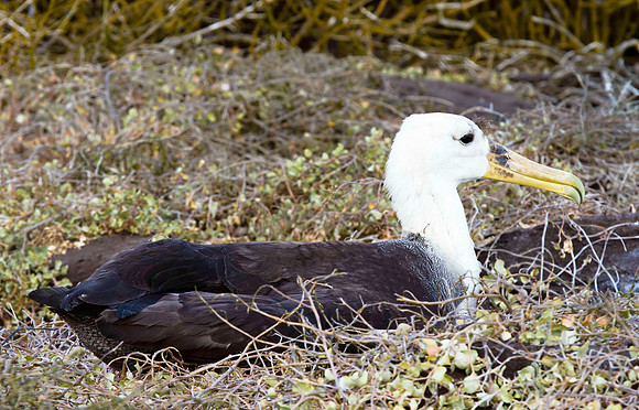 Waved Albatross, Galapagos Islands, Equador