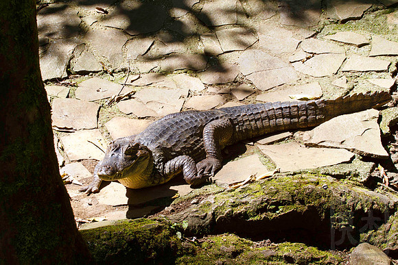 Spectacled Caimen, Caiman crocodilus, Costa Rica, Pacific Coast