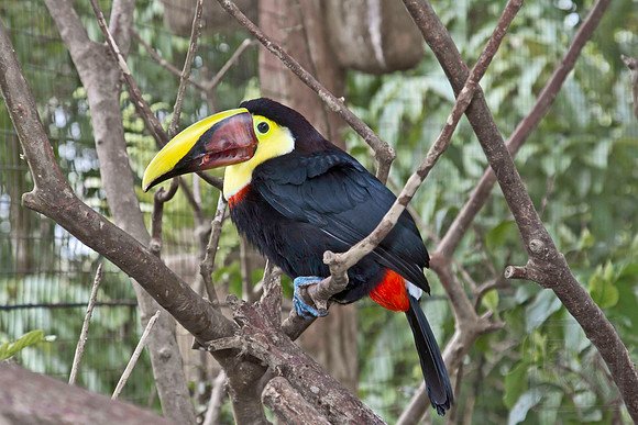 Chestnut mandibled Toucan 5,  Ramphastos swainsonii, Vara Blanca, Costa Rica