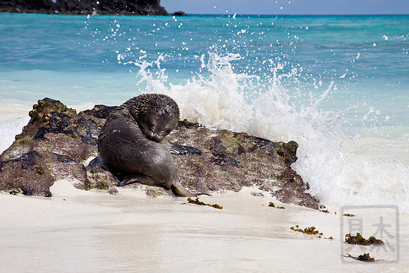 Duck! Seal lion pup, Espanola, Galapagos, Ecuador