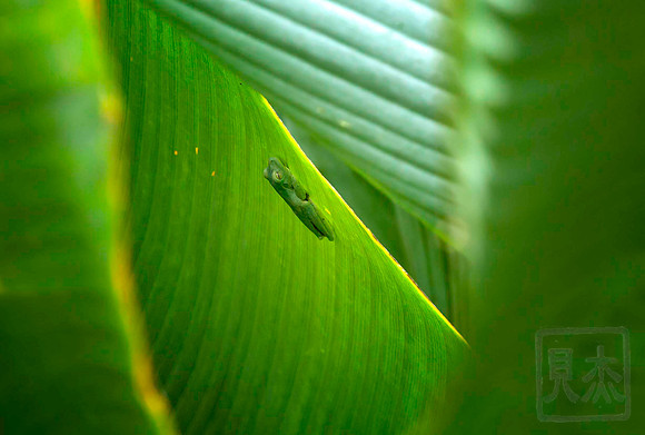 Scarlet Webbed Tree Frog, Hyla rutifela, asleep on leaf, Costa Rica, Pacific Coast