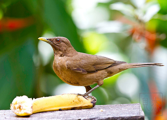 Clay-colored Thrush, Turdus grayi, National bird, Costa Rica