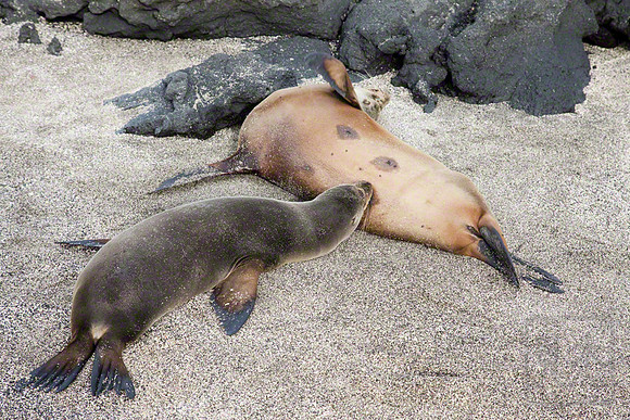 Dinner, Sea Lions, Galapagos