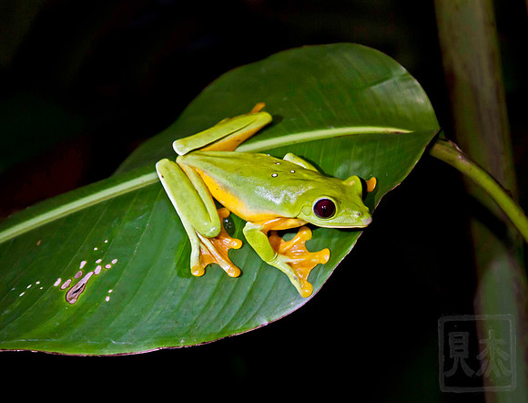 Yellow-eyed leaf frog, Agalychnis annae, Vera Blanca, Costa Rica