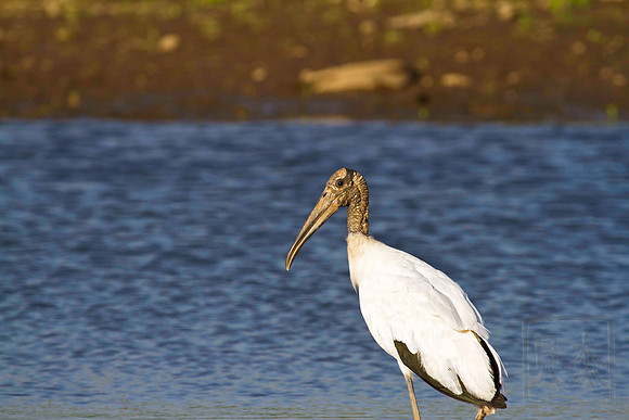 Wood Stork, Mycteria americana, Tarcoles River, Costa Rica
