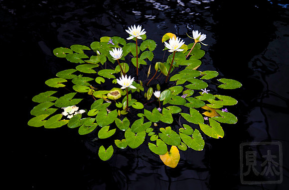 Water Lilies, NY Botannical Garden, Bronx, New York