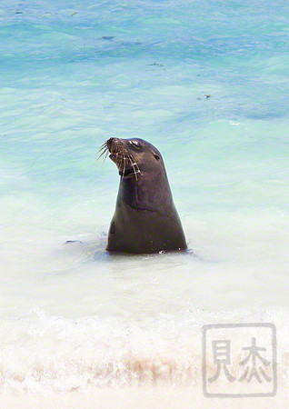 Beach Master in the Shallows, Espanola, Galapagos, Peru