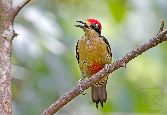 Black-cheeked Woodpecker, Melanerpes pucherani, Arenal, Costa Rica