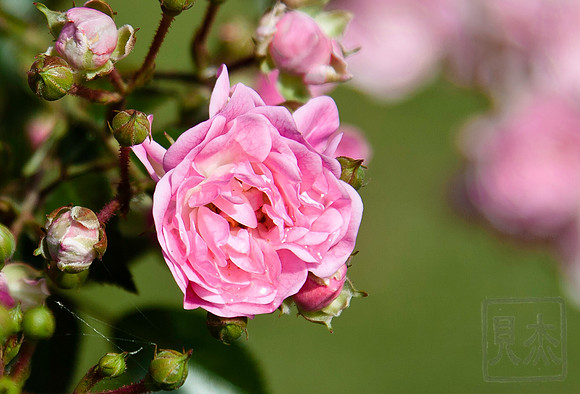 Rose, Château de Villandry, France
