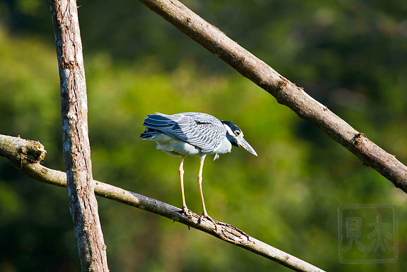 Yellow-crowned Night Heron, Nyctanassa violacea, Tarcoles River, Costa Rica