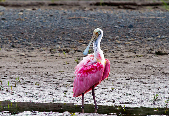 Roseate Spoonbill, Platelea ajaja, Tarcoles River, Costa Rica