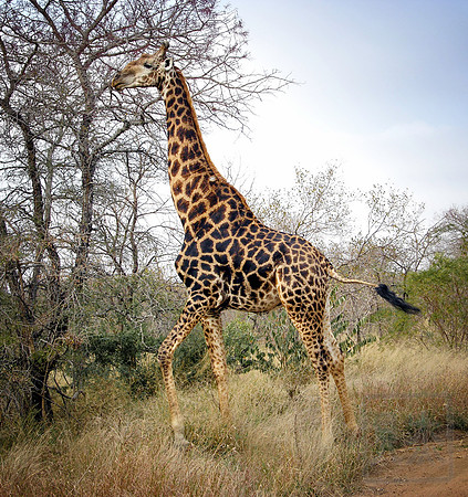 Giraffe, Kruger National Park, SA.