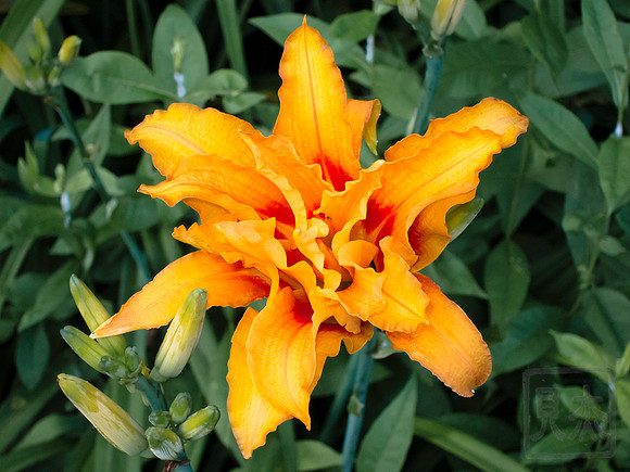 Asian Lily, Northport, NY