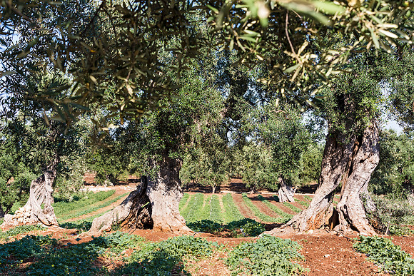 Ancient olive trees, Masseria san Domenico