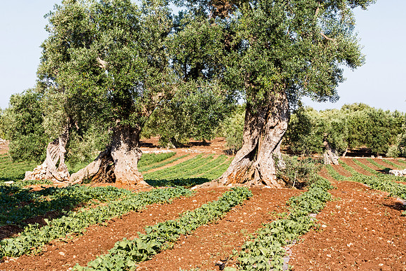 Ancient olive trees, Masseria san Domenico