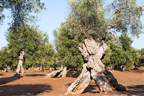 Ancient olive trees, Masseria san Domenico